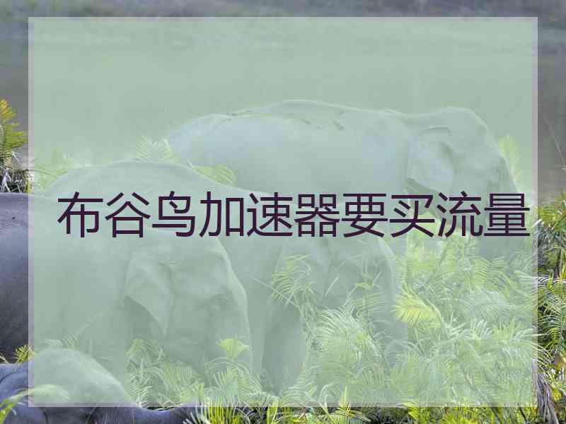 布谷鸟加速器要买流量